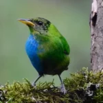 Cekricek.id - Langka, Burung Ini Juga Jantan dan Betina
