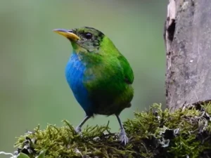 Cekricek.id - Langka, Burung Ini Juga Jantan dan Betina
