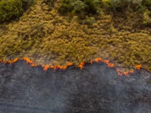 Berita Riau Hari Ini: 19,10 Hektare Lahan di Riau Terbakar Sejak Januari-Februari 2024
