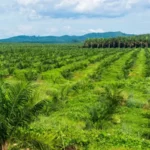 Berita Riau Hari Ini: 1.135 Hektare Kebun Sawit Milik Petani Riau Diremajakan
