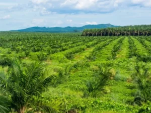 Berita Riau Hari Ini: 1.135 Hektare Kebun Sawit Milik Petani Riau Diremajakan