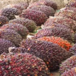 Berita Riau Hari Ini: Harga TBS Sawit Petani Plasma di Riau Turun Jadi Rp2.655 per Kg