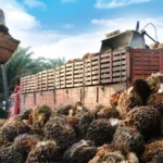 Berita Riau Hari Ini: Harga TBS Sawit Mitra Swadaya di Riau Alami Penurunan