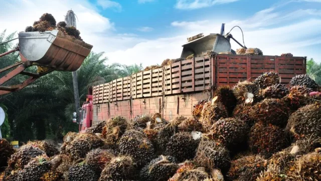 Berita Riau Hari Ini: Harga TBS Sawit Mitra Swadaya di Riau Alami Penurunan