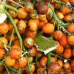 Berita Riau Hari Ini: Harga Pinang di Riau Naik Menjadi Rp4.938 per Kilogram