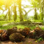 Berita Riau Hari Ini: Harga Sawit Swadaya Riau Alami Penurunan
