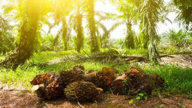 Berita Riau Hari Ini: Harga Sawit Swadaya Riau Alami Penurunan