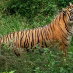 Berita Riau Hari Ini: Bocah Siak Nyaris Dimangsa Harimau, BBKSDA Pasang Kamera Trap dan Siapkan Kandang Jebakan