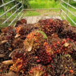 Berita Riau Hari Ini: Harga Sawit di Riau