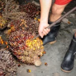Berita Riau Hari Ini: Harga Sawit di Riau