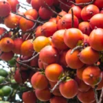 Berita Riau Hari Ini: Harga Pinang Kering di Riau Naik Rp738 Jadi Rp5.650 per Kg