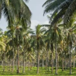 Berita Riau Hari Ini: Daftar Lengkap Harga Komoditas Perkebunan di Riau 28 Februari 2024