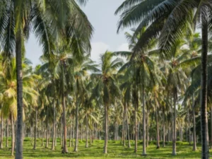 Berita Riau Hari Ini: Daftar Lengkap Harga Komoditas Perkebunan di Riau 28 Februari 2024