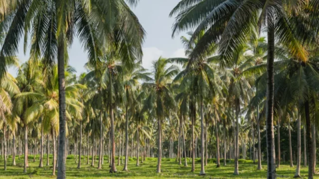 Berita Riau Hari Ini: Daftar Lengkap Harga Komoditas Perkebunan di Riau 28 Februari 2024