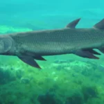 Harajicadectes Zhumini Monster Sungai Purba dengan Gigi Tajam Ditemukan di Australia Tengah