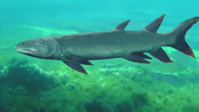Harajicadectes Zhumini Monster Sungai Purba dengan Gigi Tajam Ditemukan di Australia Tengah