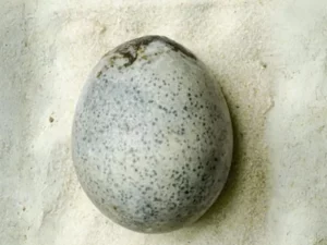 Menakjubkan! Telur Ayam Romawi Berusia 1.700 Tahun Ditemukan Utuh dengan Kuning dan Putihnya