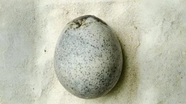 Menakjubkan! Telur Ayam Romawi Berusia 1.700 Tahun Ditemukan Utuh dengan Kuning dan Putihnya