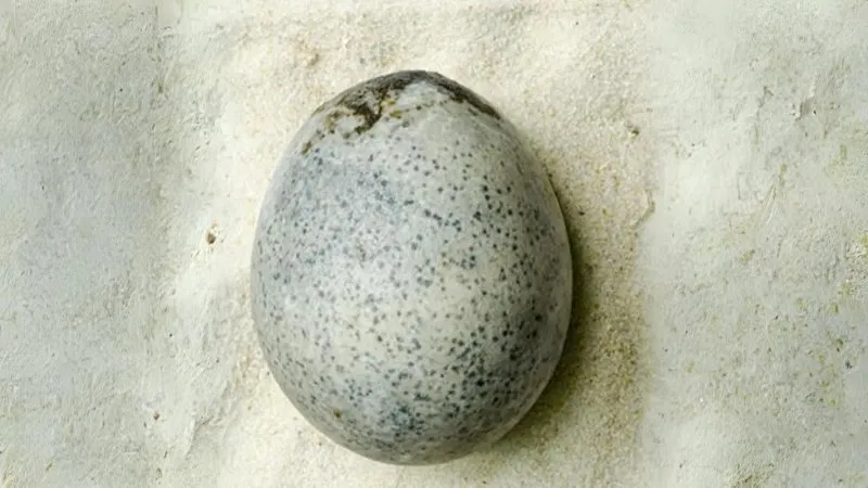 Menakjubkan! Telur Ayam Romawi Berusia 1.700 Tahun Ditemukan Utuh dengan Kuning dan Putihnya