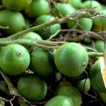 Berita Riau Hari Ini: Harga Pinang Kering di Riau Turun ke Rp4.900 per Kg