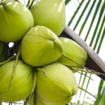 Berita Riau Hari Ini: Kenaikan Harga Kelapa Butiran dan Kopra Warnai Fluktuasi Harga Komoditi Perkebunan di Riau