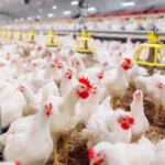 Berita Riau Hari Ini: Harga Pakan Meroket, Harga Daging Ayam dan Telur Mahal di Riau