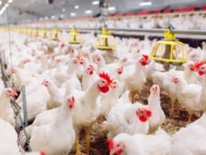 Berita Riau Hari Ini: Harga Pakan Meroket, Harga Daging Ayam dan Telur Mahal di Riau