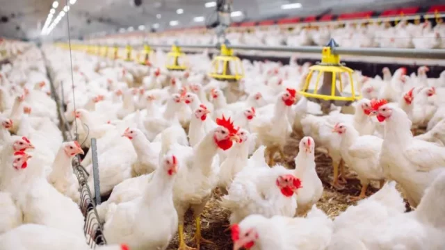 Berita Riau Hari Ini: Harga Pakan Meroket, Harga Daging Ayam dan Telur Mahal di Riau