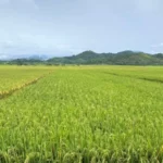Berita Riau Hari Ini: Rokan Hilir Siap Hadapi Musim Tanam 2024, Pupuk Subsidi Cukup untuk 13.000 Hektare Lahan Padi