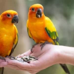 Waspada! Kasus Infeksi Burung Beo Meningkat di Eropa, 5 Orang Tewas