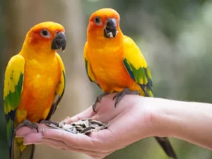 Waspada! Kasus Infeksi Burung Beo Meningkat di Eropa, 5 Orang Tewas