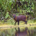 Rusa Kerdil Spesies Baru Ditemukan di Peru, Dinamai Pudella carlae