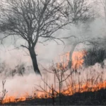 Berita Riau Hari Ini: Riau Tetapkan Status Siaga Darurat Karhutla