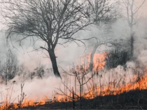 Berita Riau Hari Ini: Riau Tetapkan Status Siaga Darurat Karhutla