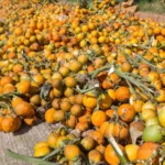 Berita Riau Hari Ini: Harga Pinang Kering di Riau Anjlok