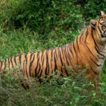 Berita Riau Hari Ini: Sedang Merokok, Harimau Sumatra Terkam Pencari Sagu di Siak