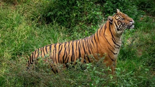 Berita Riau Hari Ini: Sedang Merokok, Harimau Sumatra Terkam Pencari Sagu di Siak