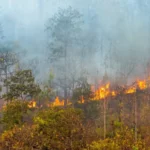 Berita Riau Hari Ini: Upaya Pemadaman Kebakaran Lahan di Kampar Masih Berlanjut