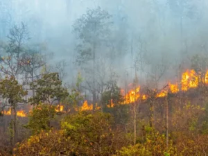 Berita Riau Hari Ini: Upaya Pemadaman Kebakaran Lahan di Kampar Masih Berlanjut