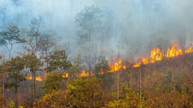 Berita Riau Hari Ini: Upaya Pemadaman Kebakaran Lahan di Kampar Masih Berlanjut