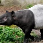 Berita Riau Hari Ini: Tapir Raksasa Masuk Permukiman Warga di Pekanbaru