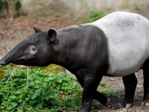 Berita Riau Hari Ini: Tapir Raksasa Masuk Permukiman Warga di Pekanbaru