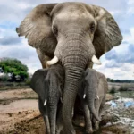 Cara Gajah Berkabung dan Menguburkan Anaknya yang Mati
