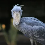 Burung Shoebill: Predator Afrika Seukuran Manusia yang Punya Kebiasaan Membunuh Saudaranya Sendiri
