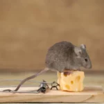 Gigitan Tikus Toilet Berujung Infeksi Parah, Pria Kanada Ini Hampir Meregang Nyawa