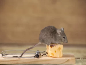 Gigitan Tikus Toilet Berujung Infeksi Parah, Pria Kanada Ini Hampir Meregang Nyawa