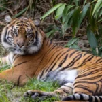 Berita Riau Hari Ini: Pasang 5 Kamera Trap, BBKSDA Riau Awasi Harimau Sumatera Penyerang Manusia