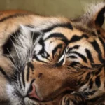 Berita Riau Hari Ini: Video Harimau Mati Tertabrak di Tol Permai Ternyata Hoaks, Ini Faktanya