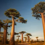 Misteri Evolusi Pohon Baobab "Terbalik" Terungkap