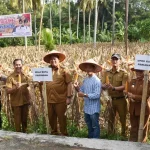 Wali Kota Pariaman Yota Balad bersama petani saat acara panen raya jagung di Desa Sikapak Barat, Pariaman, Senin 16 Juni 2025